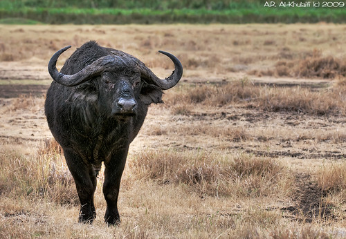 African buffalo - Tanzania 2009