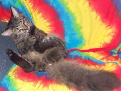 Calcifer kitten takes a bath