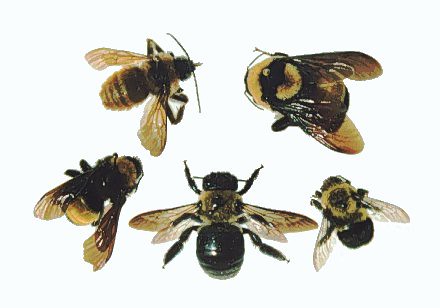 Comparison between Bumble Bees and Carpenter Bees - eXtension