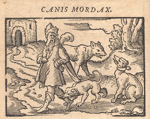 Canis Mordax  - Osius