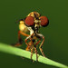 Happy Robber Fly Day Friday