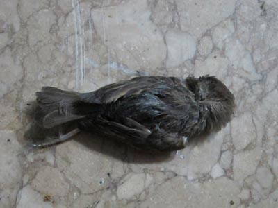 dead bird :(