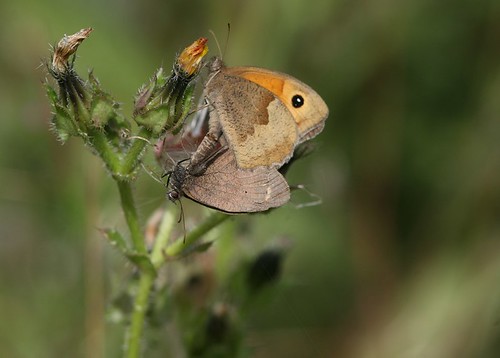 Meadow Browns mating