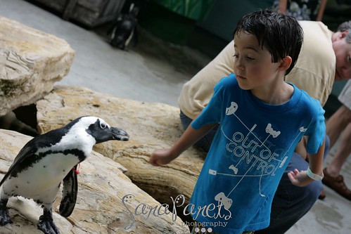 Jack and Penguins
