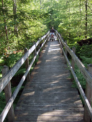 The boardwalk at Sapsucker woods