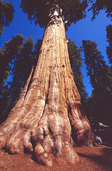 Sequoia National Monument