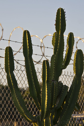 Cactus and razor wire