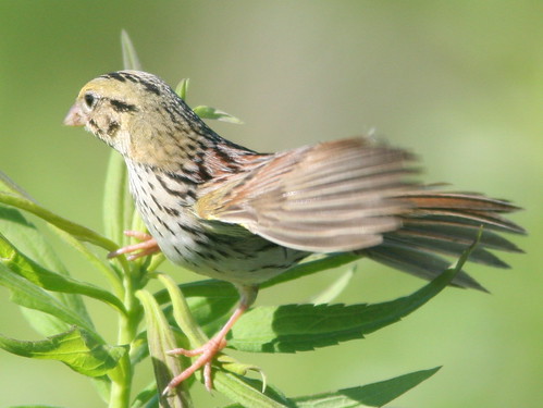 Henslow's Sparrow SOOC crop 4-20100630