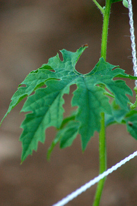 Bitter melon leaf