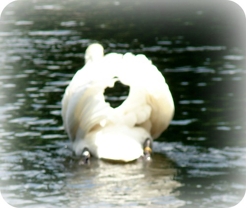 REAL SWAN PRETENDING TO BE A SWANBOAT