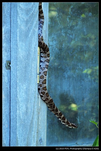 Milk Snake (Lampropeltis triangulum)