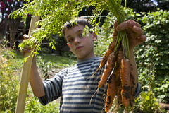 boy holding bunch carrots
