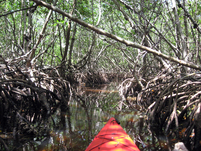 Kayaking On Tierra Verde
