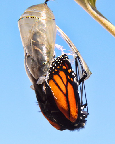 Monarch Life Cycle — 14 of 20