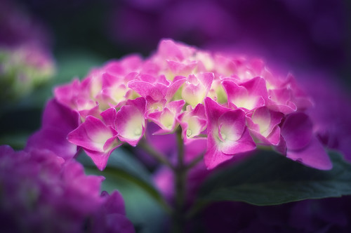 フリー写真素材|花・植物|アジサイ科|紫陽花・アジサイ|ピンク色の花|