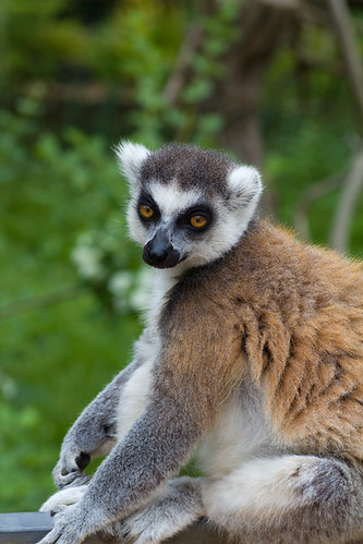 Lemur, not lemar.