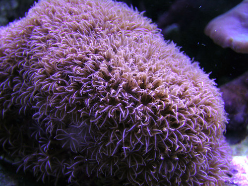  brown polyps DSCN5733