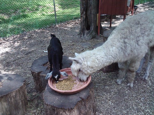 Baby goat and alpaca share a meal