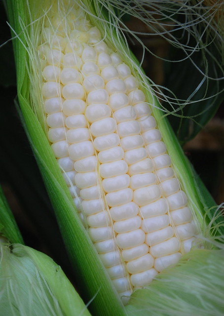 Corn Harvest 2