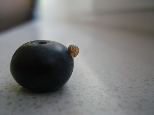Snail on blueberry