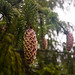 Spruce Cones