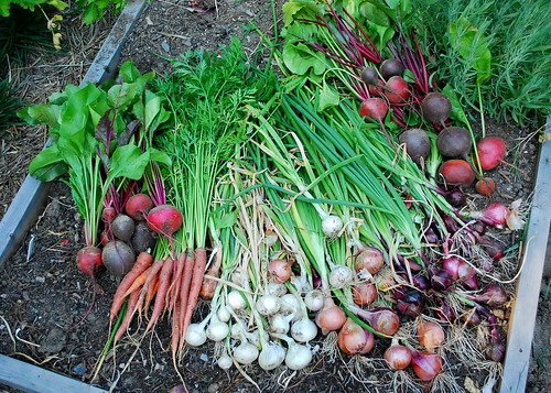 August Onion, Beet and Carrot Harvest