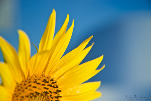 Floarea soarelui-floarea mamei