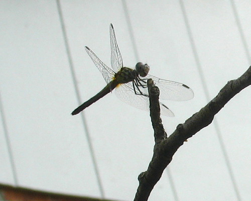 nature notes dragonfly an IMG_2968b