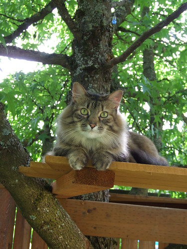 cat in the treehouse