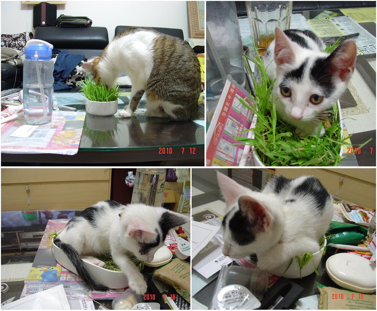 20100716-貓草的用途