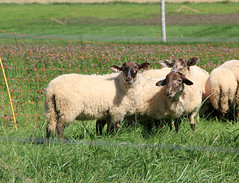Crossbred lambs