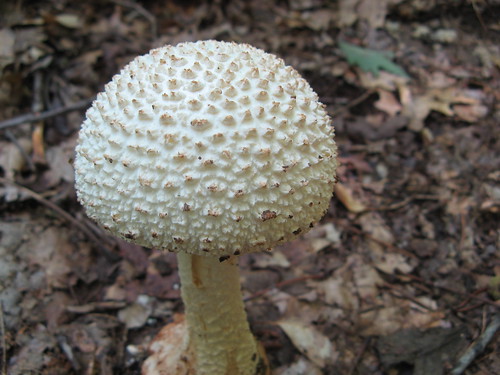Golf-ball shaped mushroom