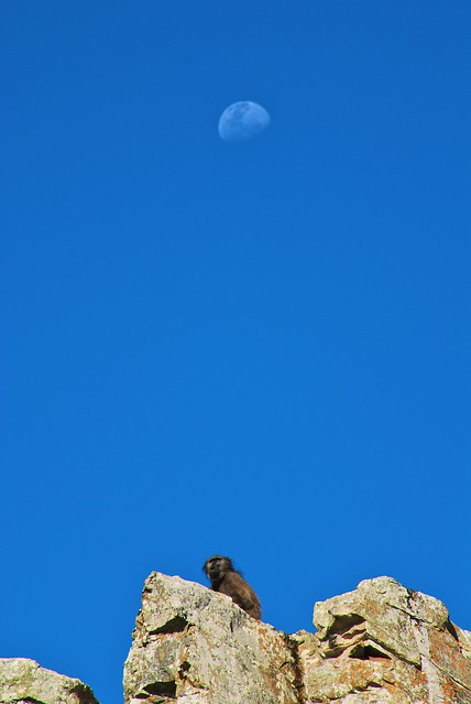 baboon & the moon. wild baboon in the Cape of Good Hope Reserve in South Africa