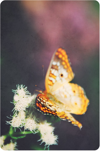 Butterfly {Minnesota zoo}