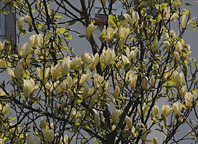 yellow magnolia2