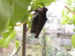 アブラコウモリ　Japanese Common Pipistrelle