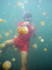 Jellyfish harmless Attack - Pulau Kakaban