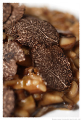truffle risotto© by Haalo