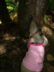 Tree sniffing