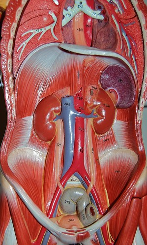 thorax and abdomen muscles. abdominal cavity middot; Muscles