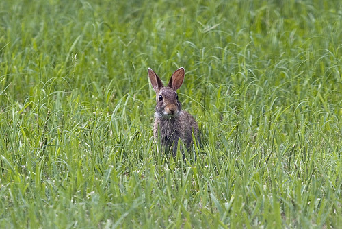 Bunny in the Backyard