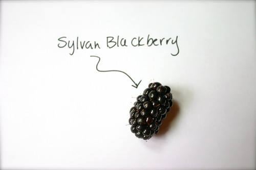Sylvan Blackberry