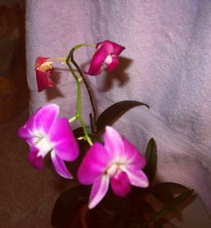 Orchid Houseplant Closeup