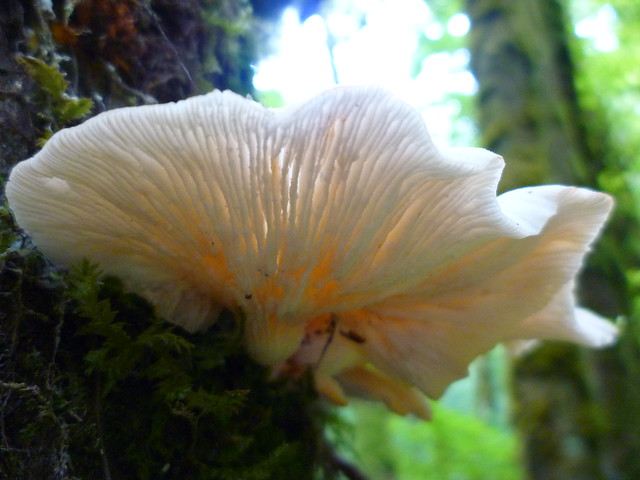beautiful fungus