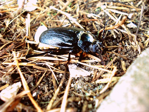 common ground beetle