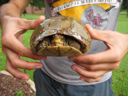 rescued turtle