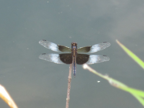Widow Skimmer Dragonfly-Fen Walk