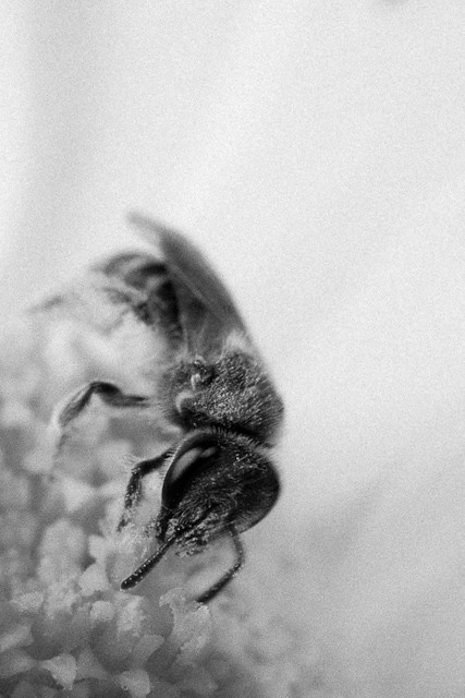 Bee and flower in b&amp;w