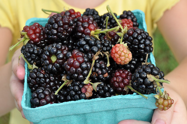 Blackberries in Wakefield, VA