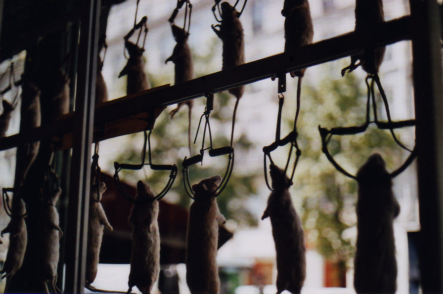hanging rats